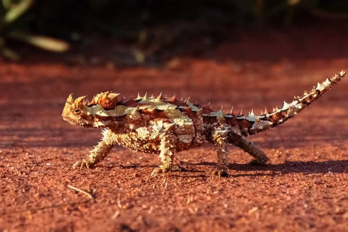 6. Thằn lằn quỷ gai dài khoảng 20cm và sống ở Australia. Mặc dù cả cái tên và vẻ ngoài có vẻ hung dữ nhưng chúng thực sự chỉ ăn kiến.
