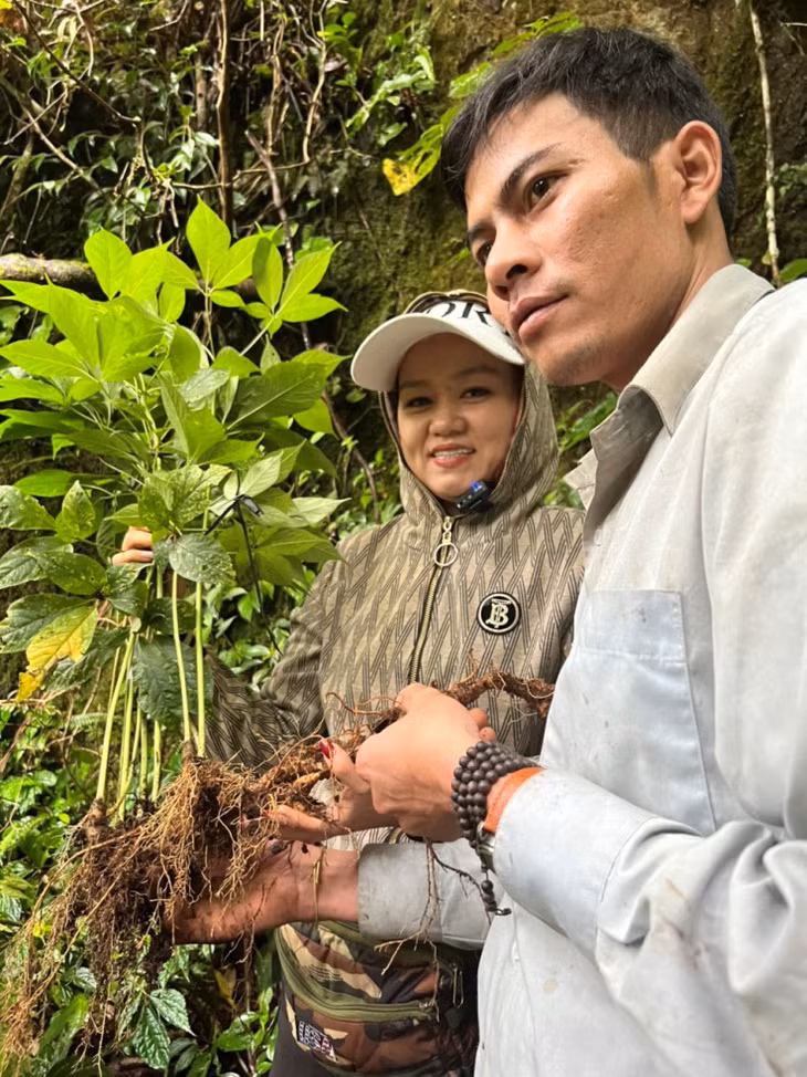 Sâm Ngọc Linh thuộc họ thảo dược Araliaceae và là một trong những loài sâm độc đáo và quý hiếm nhất trên thế giới.