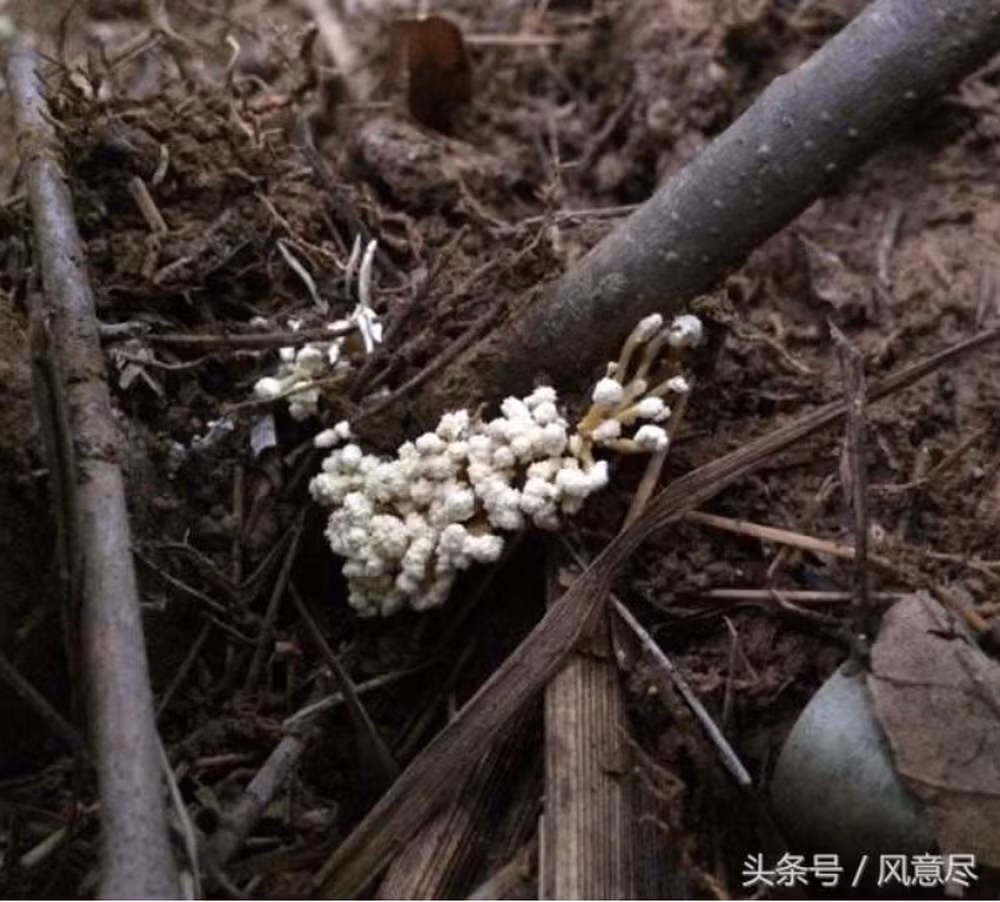 Đông trùng hạ thảo ve sầu, được biết đến với tên gọi tiếng Anh là "Cordyceps militaris", là một loại nấm quý hiếm.