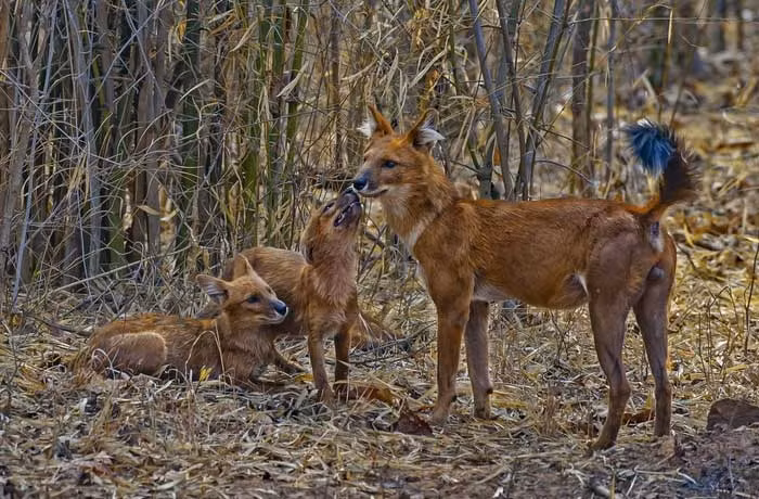 Dhole có khả năng hạ gục những con mồi lớn hơn chúng nhiều lần, và có thể nhảy thẳng tới độ cao hơn 2 mét trong không trung, một kỳ tích đáng kinh ngạc đối với một loài động vật nhỏ như vậy.