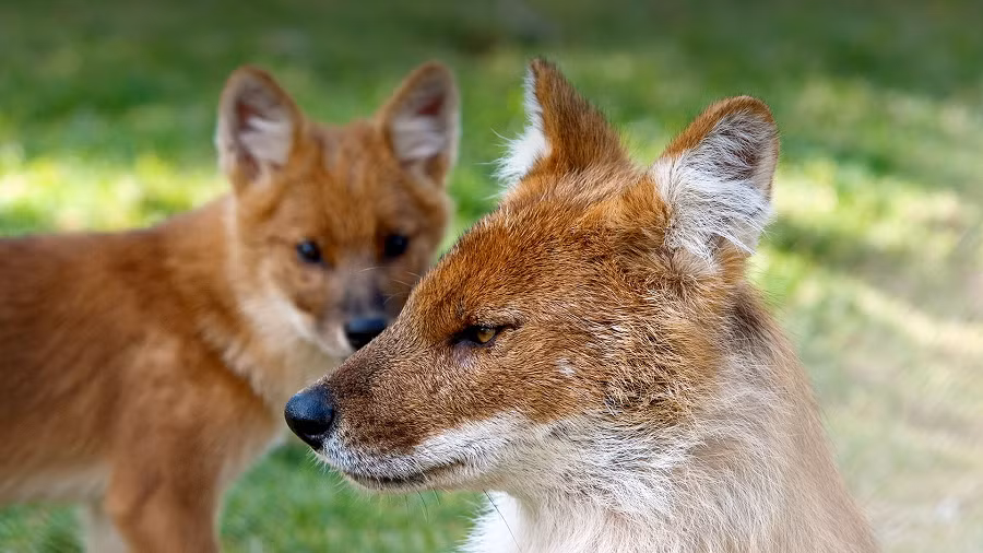 Tuy nhiên, Dhole đang đối mặt với nguy cơ tuyệt chủng. Sự mất môi trường sống, bệnh tật từ chó nhà và cạnh tranh với các kẻ săn mồi lớn hơn đã làm giảm số lượng Dhole trên thế giới xuống còn dưới 2.000 cá thể. Loài chó hoang này đang đối mặt với tương lai không chắc chắn và đe dọa tuyệt chủng.