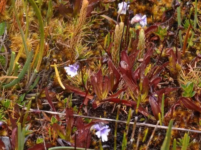Pinguicula jimburensis là một loài cây ăn thịt ở Queensland, Australia.