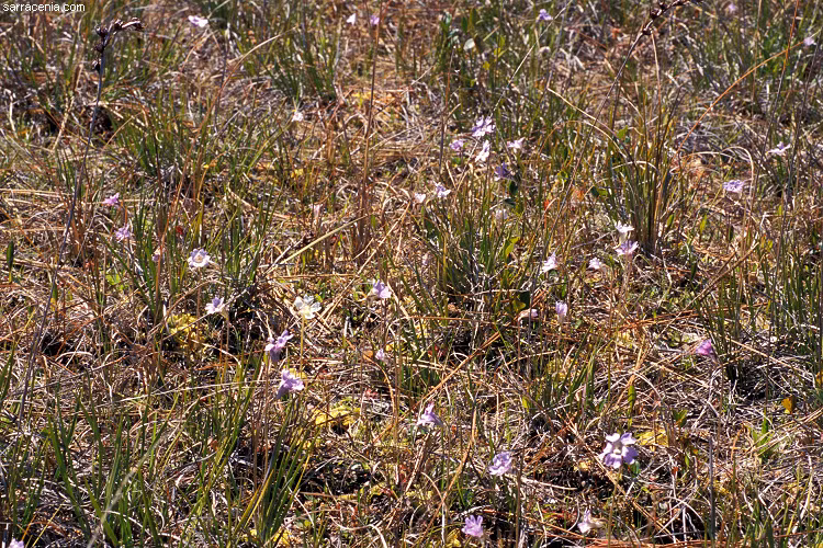 Điểm đặc biệt của Pinguicula jimburensis là lá của nó có một lớp nhớt dày đặc, giống như dấu vết dầu trên lá cây. Lớp nhớt này thu hút và bắt được côn trùng bay ngang qua. Một khi côn trùng bị dính vào lá, cây sẽ tiếp tục phân giải cơ thể chúng để lấy dưỡng chất.