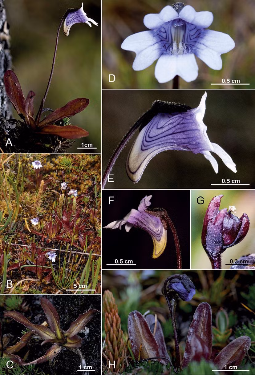 Điều này làm cho Pinguicula jimburensis trở thành một loài cây đáng ngạc nhiên trong việc tiêu diệt côn trùng.