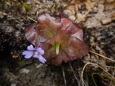 Pinguicula obrophila là một loài cây ăn thịt của vùng Rocky Mountains ở Bắc Mỹ.