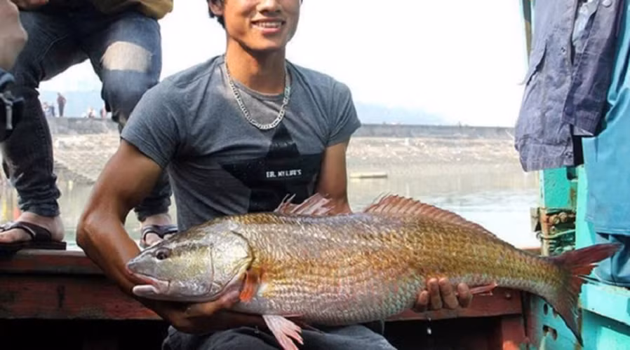 ‏Tùy vào môi trường đang sống mà đầu và lưng cá có màu xám hoặc xanh. Khi cá sủ vàng chết, toàn thân cá sẽ dần đổi màu từ vàng nhạt sang vàng thẫm.