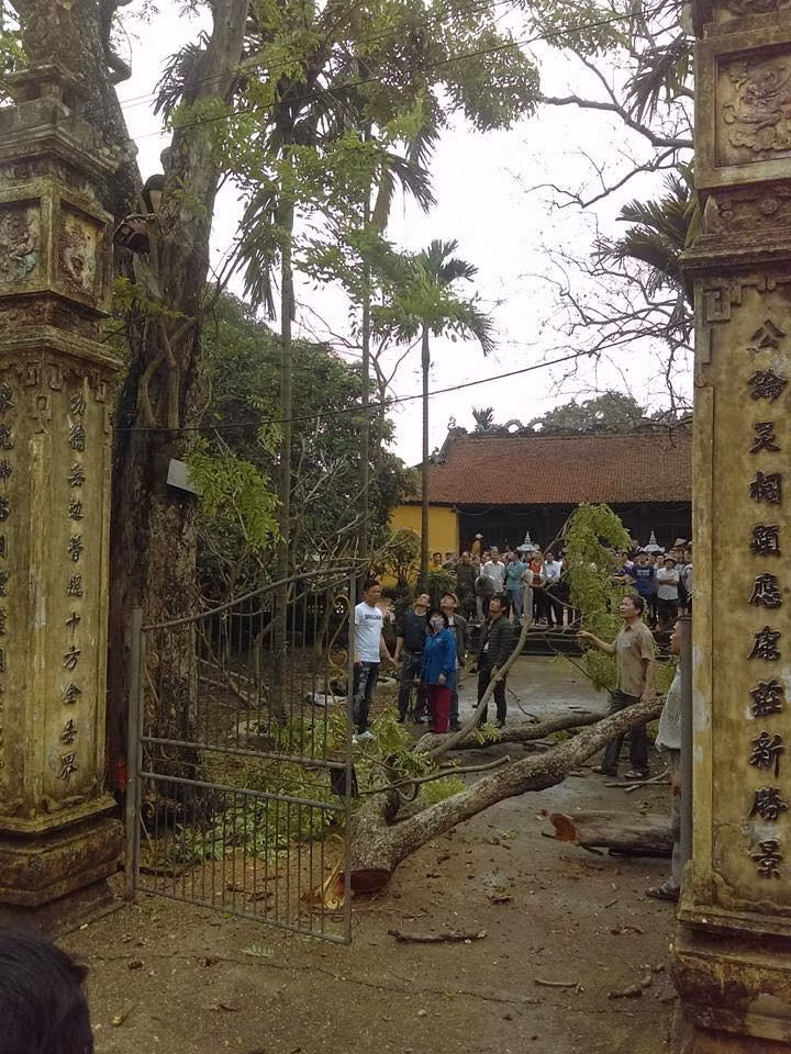 Cay sua 200 tuoi o Bac Ninh 