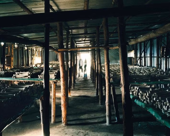 Năm 1994, tộc người Hutu ở Rwanda đã giết hại 800.000 người trong cuộc chiến nhằm xóa sổ tộc Tutsi. Sau đó, khoảng 2 triệu người Hutu đã trốn sang Tanzania, Burundi và Cộng hòa Congo do sợ bị trả tù. Các công trình tưởng niệm nạn nhân của cuộc thảm sát bảo tồn và trưng bày hài cốt của những người đã chết.