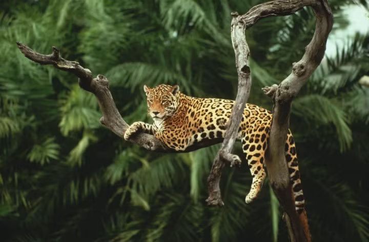 Rừng Tahuamanú, Peru. Rừng Tahuamanú là một trong những nguồn cung cấp gỗ gụ lớn nhất trên thế giới, là nơi trú ẩn của rất nhiều loài động vật quý hiếm như báo đốm, vẹt... - những loài mà nếu không bảo vệ cũng sẽ nhanh chóng bị tuyệt chủng.