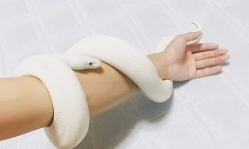 Nhưng sau đó ai nấy đều hoảng sợ khi thấy con vật quấn quanh cổ tay thanh niên.