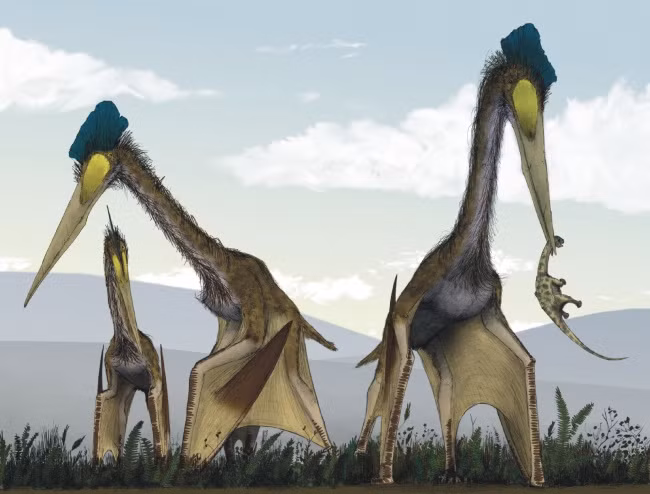 Thằn lằn bay Quetzalcoatl sống cách đây 66 - 68 triệu năm. Chúng nắm giữ kỷ lục "khủng" là loài động vật bay lớn nhất từng tồn tại trên Trái đất với sải cánh dài 12 - 15m.