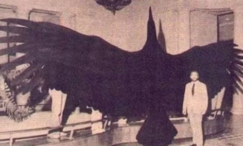 Chim Argentavis sống cách đây 5 - 8 triệu năm trước. Với sải cánh có thể dài tới 7m, chúng là loài chim lớn nhất từng tồn tại trên Trái đất.