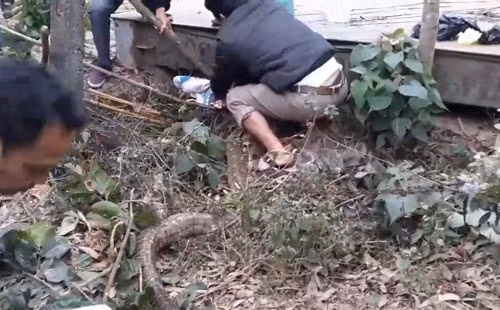 Người dân vây bắt rắn "khủng". Người dân vây bắt rắn "khủng".
