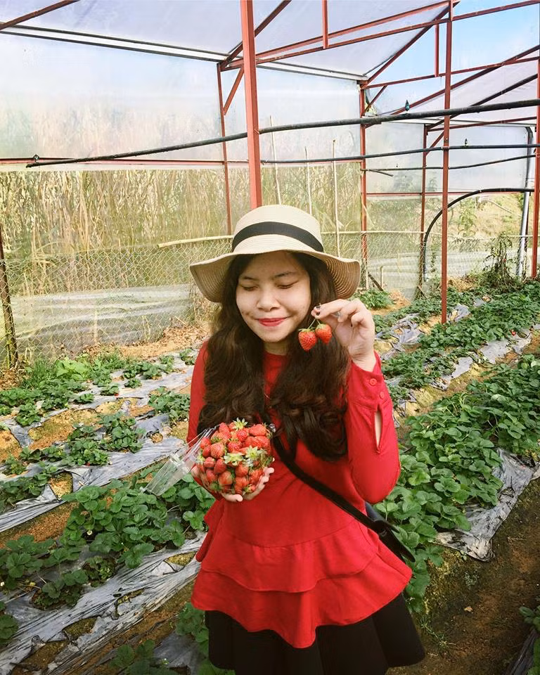 Vườn dâu tây Đà Lạt.