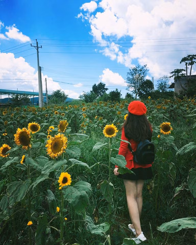 Vườn hoa hướng dương ở Mê Linh.