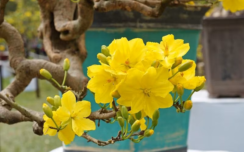 5. Hoa mai: Mai vàng có ý nghĩa mang lại sự may mắn, giàu sang phú quý khi bắt đầu một năm mới và nó còn thể hiện sự cao thượng, lòng vị tha.
