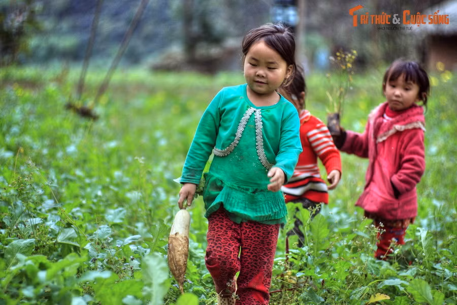 Sự khắc nghiệt của địa hình và thời tiết ở Sủng Là không ngăn nổi các loài cây đâm chồi, nảy lộc, đơm hoa, tạo nên một “thung lũng nơi đá nở hoa” vô cùng tươi đẹp.