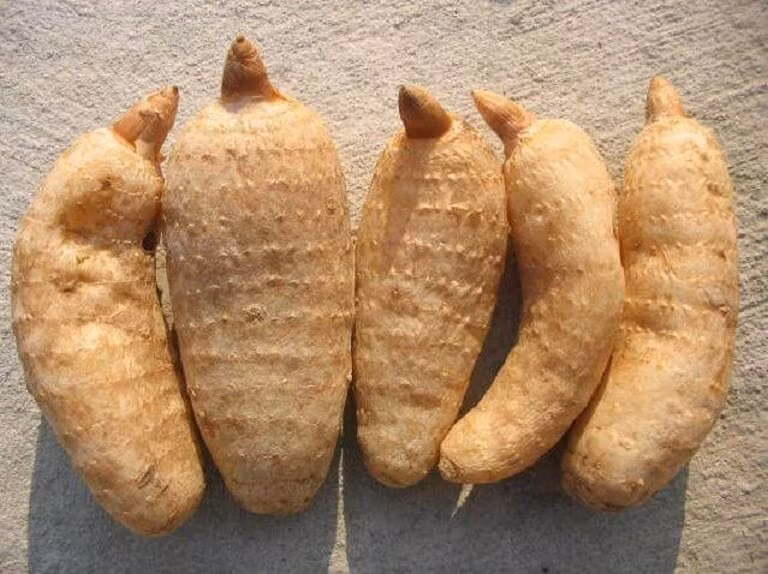 Do nhu cầu cao, thiên ma tự nhiên trở nên khan hiếm và giá của nó tăng vọt. Tuy nhiên, với việc nhiều người bắt đầu trồng thiên ma, sản lượng tăng cao dẫn đến cung vượt quá cầu và giá nhanh chóng tụt dốc. (Ảnh: iHS Việt Nam)