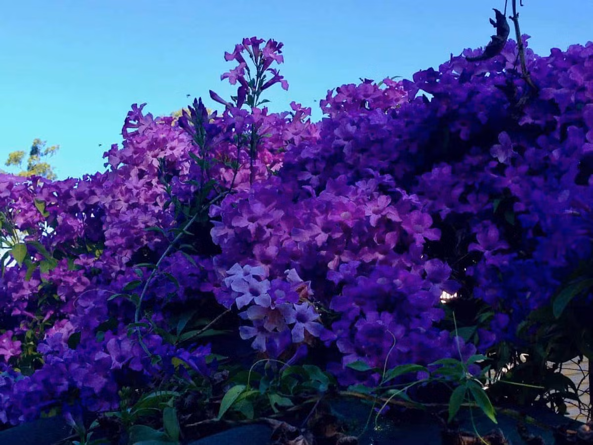 Mùi tỏi đặc trưng của hoa lan tỏi giúp đuổi rắn và côn trùng như ruồi muỗi.(Ảnh: Outdoor Happens)