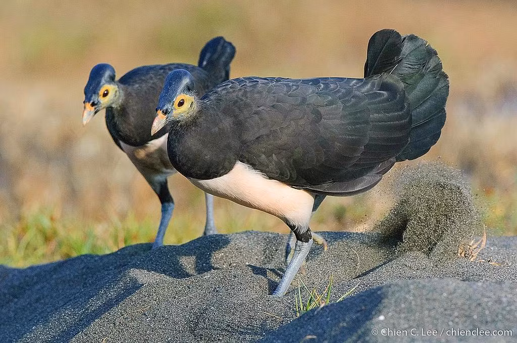 Maleo phân bố chủ yếu trên đảo Sulawesi và một số đảo nhỏ lân cận ở Indonesia. Chúng sống trong các khu rừng nhiệt đới, rừng thứ sinh và khu vực ven biển. Các khu vực có cát nóng hoặc gần các nguồn nhiệt tự nhiên là nơi lý tưởng để chúng làm tổ và sinh sản.(Ảnh: BioDiversity4All)