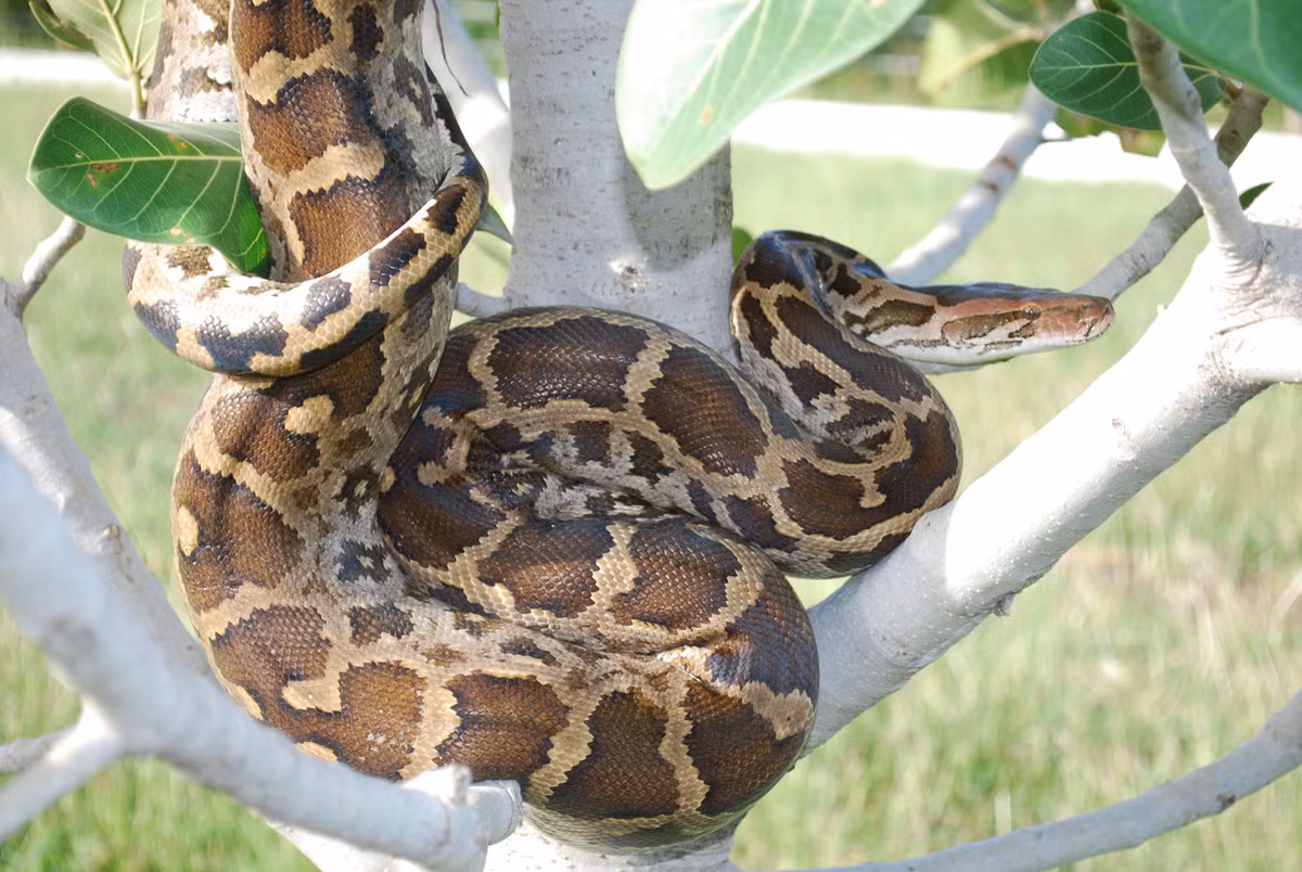 Trăn hoa hay trăn đất có tên khoa học là Python molurus. Đây là loài bò sát có số lượng loài ngày càng suy giảm ngoài tự nhiên. Nguyên nhân chủ yếu là do vấn nạn săn bắt động vật hoang dã trái phép và mất nơi cư trú.(Ảnh: Wikipedia)