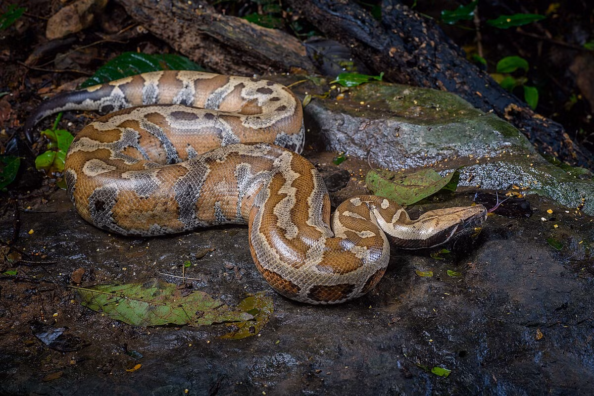 3. Trăn cộc (Python brongersmai): Trăn cộc, hay còn gọi là trăn máu, là loài trăn có kích thước nhỏ hơn so với trăn đất và trăn gấm, với chiều dài trung bình khoảng 1.5-2.5 mét. Tuy nhiên, điều đặc biệt của loài trăn này là màu sắc rực rỡ và hình dáng đặc biệt. Da của trăn cộc có màu nâu đỏ hoặc màu cam, khiến chúng trông rất nổi bật trong môi trường tự nhiên.(Ảnh: Wikipedia)