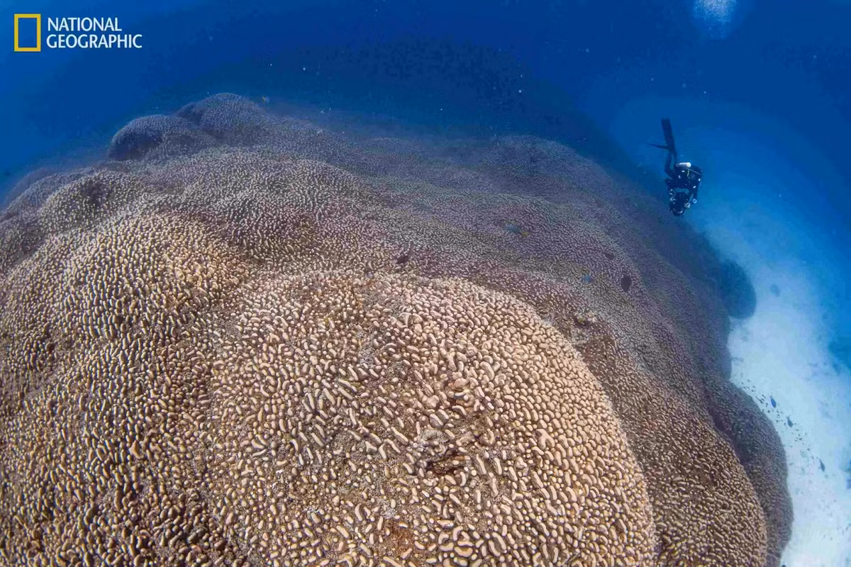 Rạn san hô khổng lồ này thuộc loài Pavona clavus và được phát hiện bởi nhóm nghiên cứu Pristine Seas của National Geographic.(Ảnh: Divernet)