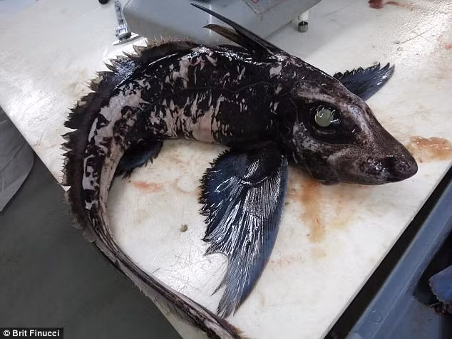 Loài này có đặc điểm sinh học độc đáo với cơ thể mềm mại, thuôn dài và phần đầu chứa nhiều tế bào giác quan. (Ảnh: Brit Finucci)