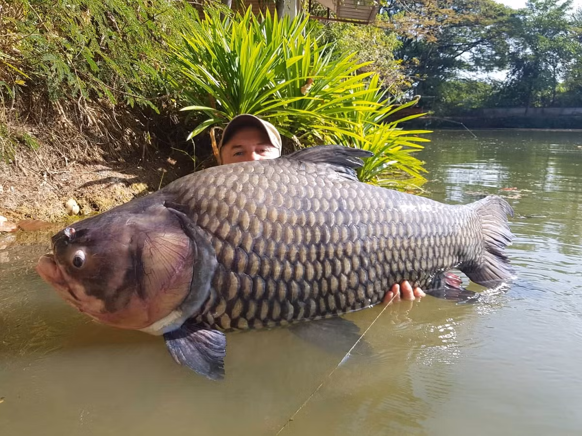 Họ cá chép bao gồm nhiều loài khác nhau, từ cá chép thông thường (Cyprinus carpio) đến các loài cá khác như cá rô phi, cá mè và cá trắm. Loài cá chép lớn nhất là cá hô (Catlocarpio siamensis), có thể đạt chiều dài tới 3 mét và nặng 300 kg. Cá hô thường sống ở các dòng sông lớn ở Đông Nam Á, và được coi là một trong những loài cá nước ngọt lớn nhất thế giới.(Ảnh: reamlake Fishing Resort Thailand)