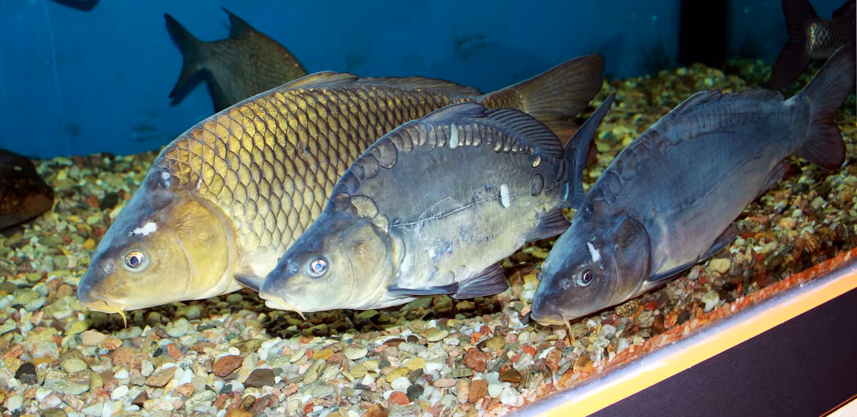 Họ cá chép (Cyprinidae) là một trong những họ cá nước ngọt lớn nhất và phổ biến nhất trên thế giới. Với sự đa dạng sinh học phong phú và vai trò quan trọng trong hệ sinh thái, cá chép đã trở thành một phần không thể thiếu của môi trường nước ngọt ở nhiều quốc gia.(Ảnh: Wikipedia)