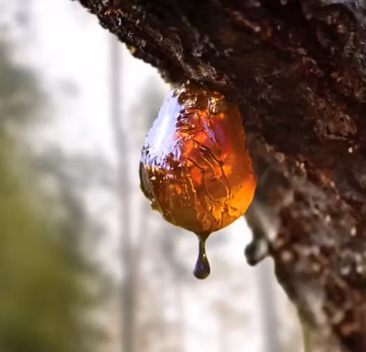 Hổ phách, hay còn gọi là huyết phách, minh phách, là một loại nhựa cây hóa thạch có tuổi đời hàng triệu năm. Được biết đến với vẻ đẹp tự nhiên và màu sắc ấm áp, hổ phách không chỉ là một món trang sức quý giá mà còn mang trong mình nhiều giá trị khoa học và văn hóa. (Ảnh: Vietnam+)