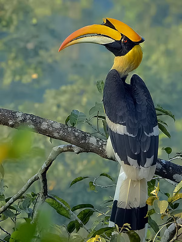 Hồng hoàng phân bố chủ yếu ở các khu rừng nhiệt đới Đông Nam Á, từ Ấn Độ, Nepal, Bhutan cho đến Thái Lan, Việt Nam, Lào, Campuchia và Malaysia. Tại Việt Nam, chúng thường được tìm thấy ở các khu rừng thuộc Tây Nguyên và Đông Nam Bộ.(Ảnh: Wikipedia)