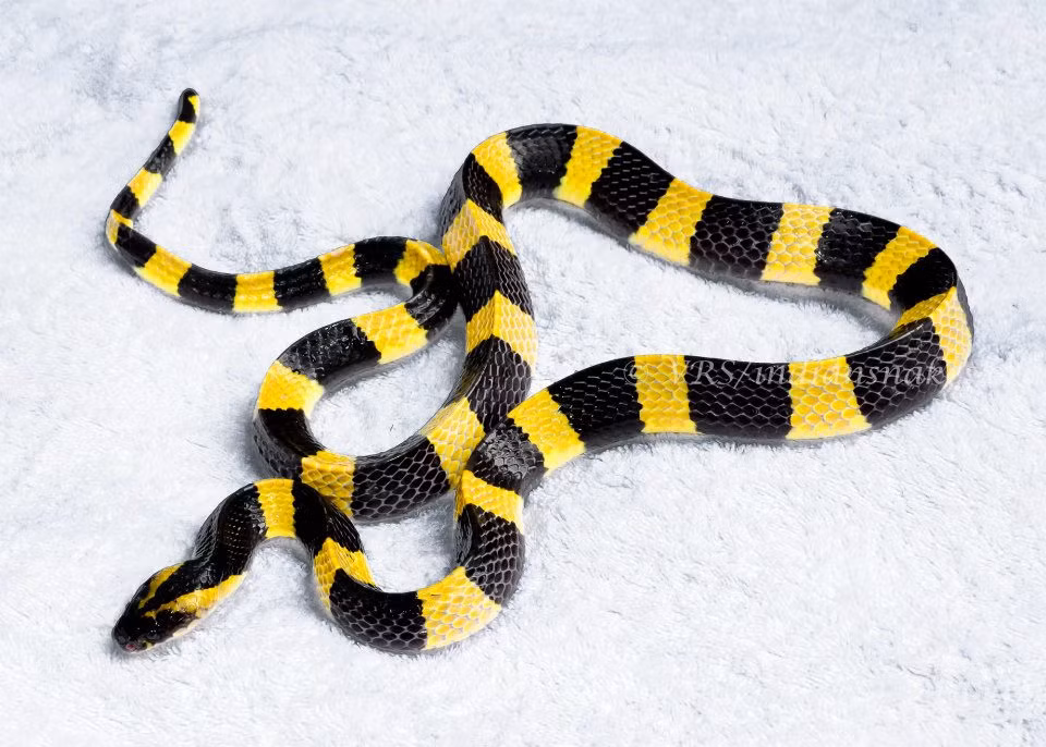 3. Rắn cạp nong (Bungarus fasciatus): Rắn cạp nong, hay còn gọi là rắn cạp nia, là loài rắn độc sống ở Đông Nam Á và Ấn Độ. Đặc điểm dễ nhận biết của loài rắn này là các sọc ngang màu đen và trắng hoặc vàng xen kẽ dọc theo thân. (Ảnh:The Reptile Database)