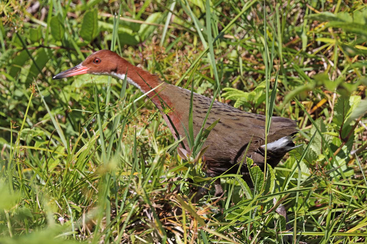  Loài chim không biết bay, gà nước cổ trắng Aldabra (Dryolimnas cuvieri aldabranus), từng tuyệt chủng 136.000 năm trước nhưng đã xuất hiện trở lại nhờ quá trình "tiến hóa lặp đi lặp lại". (Ảnh: Wikipedia)