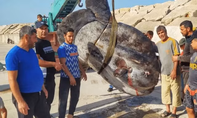 Muhammad Zamzam cùng với Ahmed, Omar, Abdullah Saad đã ra khơi vào rạng sáng để đánh bắt cá mòi thì phát hiện ra " quái ngư" này. Cá mặt trăng va vào thuyền, làm rung chuyển tàu, và sau nhiều nỗ lực thoát khỏi lưới, con cá khổng lồ đã được kéo về cảng bằng cần cẩu do trọng lượng quá lớn. (Ảnh: Người đưa tin) 
