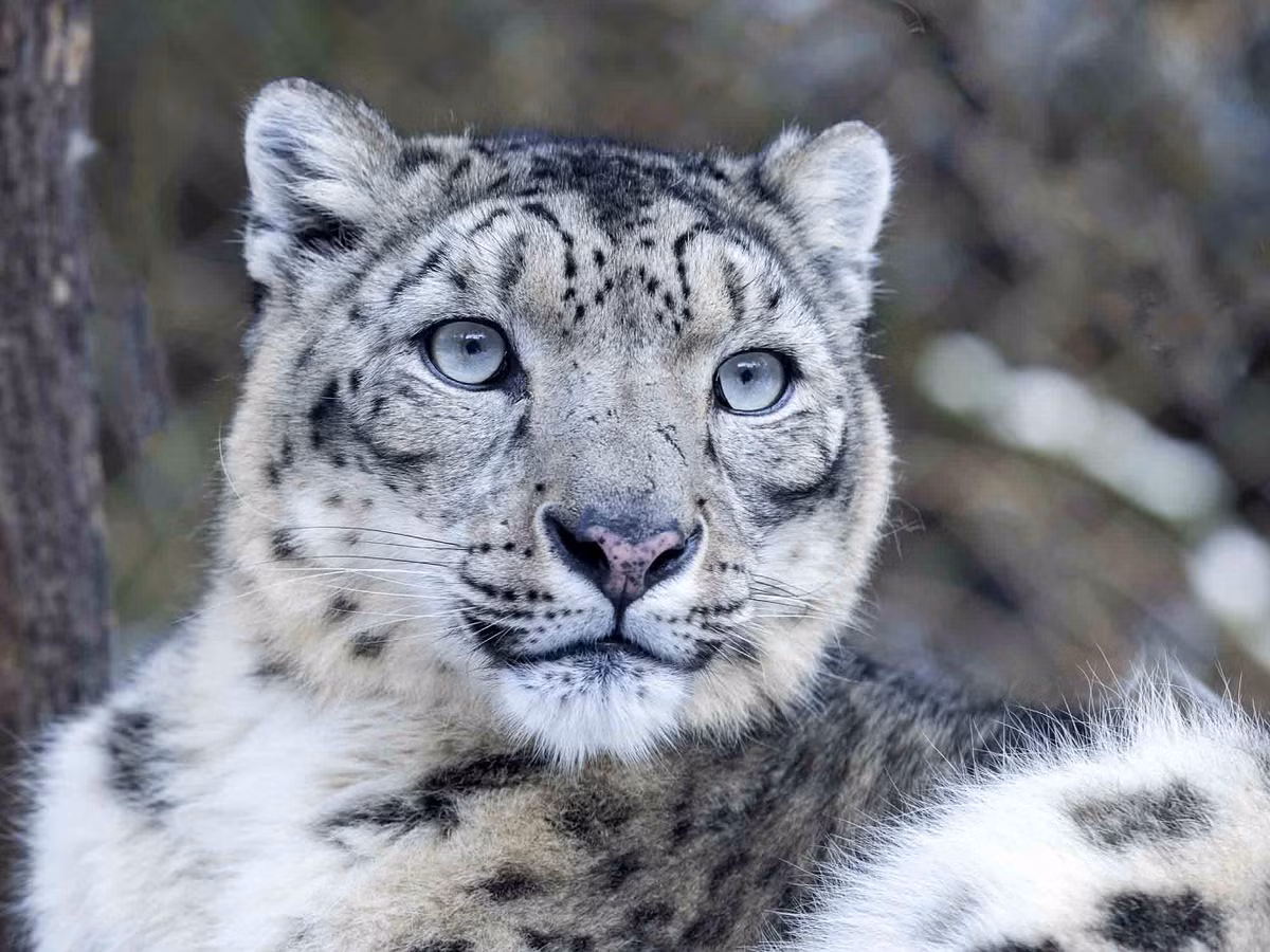 Báo tuyết (Panthera uncia) có kích thước trung bình, với chiều dài cơ thể từ 1 đến 1,3 mét và cân nặng từ 27 đến 54 kg. Đặc điểm nổi bật nhất của loài này là bộ lông dày màu trắng xám với các đốm đen và xám, giúp chúng dễ dàng ngụy trang trong môi trường núi đá. Đôi mắt xanh biếc và đuôi dài, to dày, không chỉ giúp chúng duy trì sự cân bằng khi di chuyển trên các dốc đá mà còn giữ ấm cho cơ thể trong điều kiện lạnh giá.(Ảnh: Wildlife Explained)