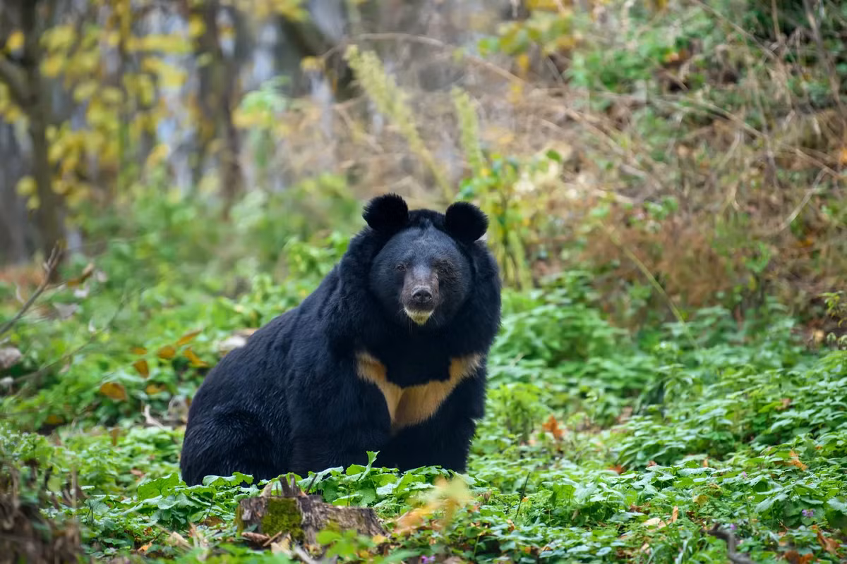 Gấu ngựa (Ursus thibetanus hay Ursus tibetanus), còn gọi là gấu đen Tây Tạng hay gấu đen châu Á, là loài gấu có kích thước trung bình, với vuốt sắc và bộ lông đen đặc trưng cùng hình chữ "V" màu trắng hoặc kem trên ngực. Chúng có mối quan hệ gần gũi với gấu đen Mỹ và được tin rằng cả hai loài có chung tổ tiên ở châu Âu.(Ảnh:Britannica)