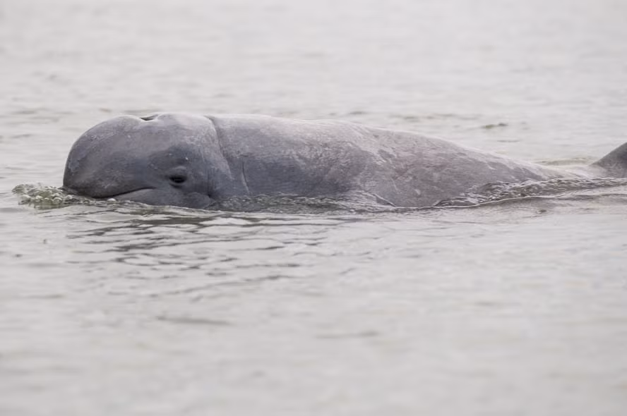 Về mặt di truyền, cá heo Irrawaddy có họ hàng gần với cá voi sát thủ (Orca). Điều này thật đáng kinh ngạc khi những sinh vật nhỏ nhắn này lại có họ với một trong những loài săn mồi mạnh nhất đại dương. Cá heo Irrawaddy dành phần lớn thời gian để kiếm ăn và thường lặn dưới nước trong khoảng hai phút, nhưng có thể kéo dài lâu hơn khi chúng cảm thấy sợ hãi.(Ảnh: Wikipedia)