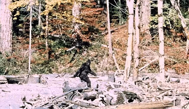 Bigfoot, một quái vật nổi tiếng trong truyền thuyết đô thị Mỹ từ năm 1958, được mô tả là sinh vật lông lá, ngoại hình gớm ghiếc, có mùi hôi thối. Nhiều hình ảnh trước đây lan truyền trên mạng xã hội chưa đủ thuyết phục, nhưng đoạn video này là một trong những bằng chứng đáng tin cậy nhất chứng minh sự tồn tại của Bigfoot. (Ảnh: Wikipedia)