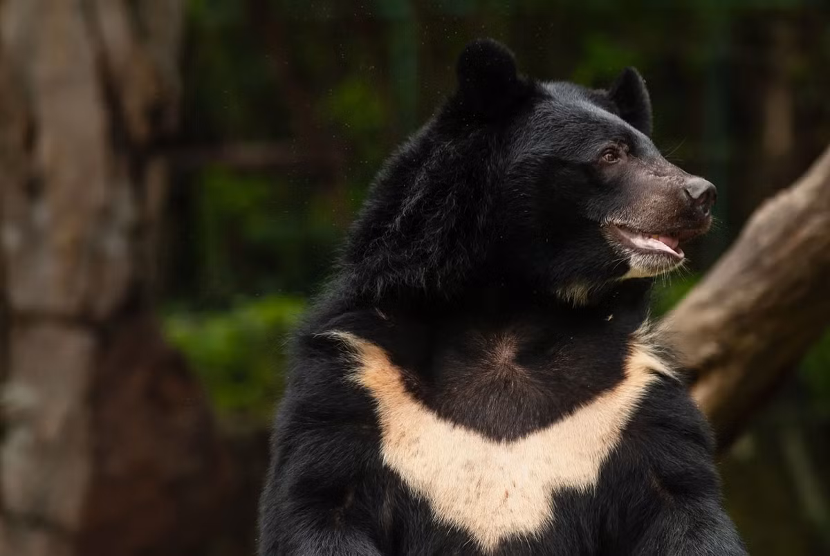 Gấu ngựa (Ursus thibetanus), còn gọi là Gấu đen Tây Tạng hoặc Gấu đen châu Á, là loài động vật quý hiếm được đưa vào sách đỏ của Hiệp hội Bảo tồn Thế giới (IUCN) vì đang bị đe dọa tuyệt chủng. (Ảnh:Britannica)