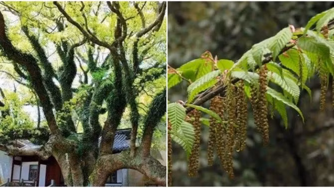 Tuy nhiên, khả năng sinh sản của cây trăn Phổ Đà rất chậm, phải mất hơn chục năm để phát triển từ cây con thành cây trưởng thành. Điều này khiến loài cây này dễ bị ảnh hưởng bởi các yếu tố môi trường và cần được bảo vệ cẩn thận.(Ảnh: Techz)