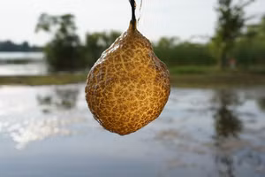 Bryozoans sống ở cả môi trường nước mặn và nước ngọt và được dùng để đánh giá chất lượng nước.(Ảnh: Lake Champlain Committee)