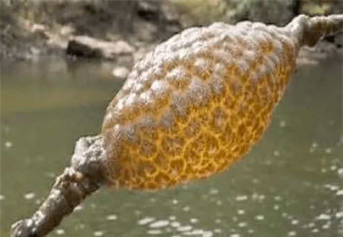 Các nhà khoa học sau đó xác nhận đó là một đàn Bryozoans, nhóm sinh vật lưỡng tính thuộc bộ rêu.(Ảnh: DNVN)