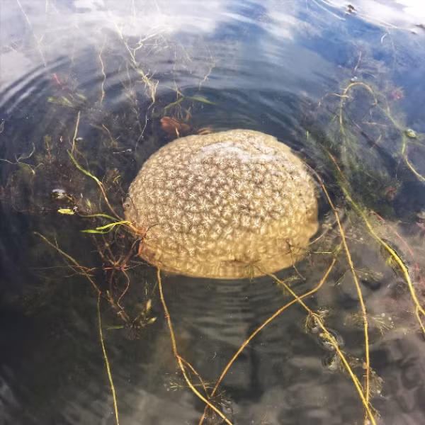 Những chiếc túi lớn này có thể đạt đường kính 2 mét và không gây hại.(Ảnh: Vermont Invasives)