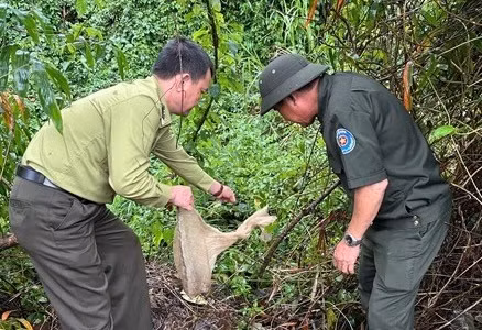 Con trăn đất này nặng 0,7kg và chưa trưởng thành, xuất hiện trong khu dân cư tại thôn An Sơn, xã Hòa Ninh. Sau khi nhận thấy tình trạng sức khỏe ổn định, lực lượng chức năng đã tiến hành tái thả con trăn này về rừng tự nhiên tại xã Hòa Ninh. (Ảnh: Lao động)