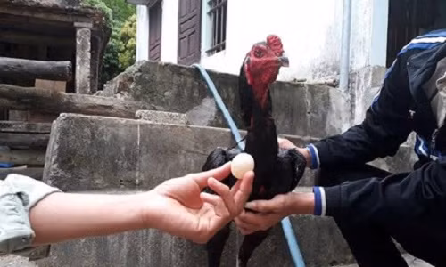 Gà trống chọi ở Việt Nam đẻ trứng gây sửng sốt Ga trong choi o Viet Nam de trung gay sung sot