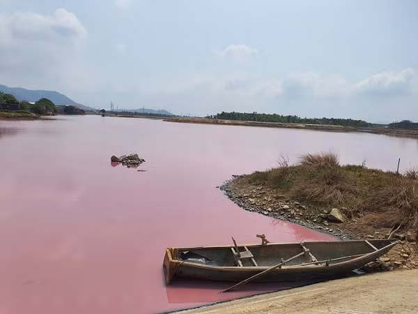 Dunaliella salina là một loại vi tảo xanh halophilic thuộc nhóm tảo xanh, thường được tìm thấy trong các cánh đồng muối biển. Do màu sắc độc đáo của nó, hồ sẽ được nhuộm màu đỏ hoặc hồng.