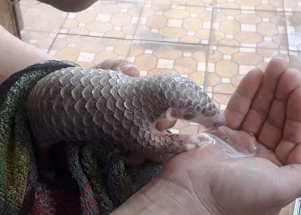 Bà Trần Thị Như (trú ở thôn Liễu An, xã Hoài Châu Bắc, thị xã Hoài Nhơn) đã tự nguyện giao nộp một con tê tê vàng có trọng lượng 0,2 kg cho Hạt Kiểm lâm thị xã Hoài Nhơn.