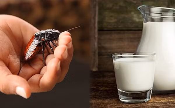 Bởi vậy, các nhà khoa học vẫn đang tiếp tục nghiên cứu ra phương pháp đơn giản hơn để khai thác nguồn nguyên liệu quý báu này.