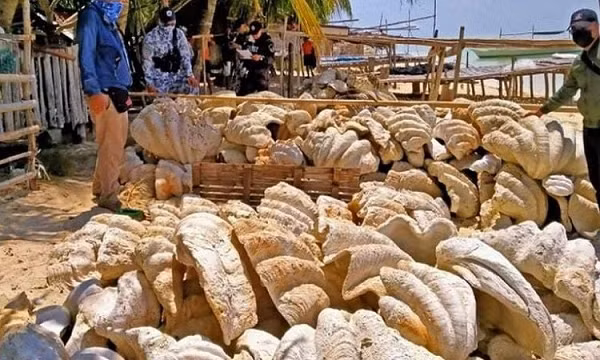 Được biết số vỏ sò này giá trị lên tới 25 triệu USD. Trước đó, vào đầu tháng 3, nhà chức trách nước này đã thu giữ 80 tấn sò tai tượng, có trị giá khoảng 3,3 triệu USD.